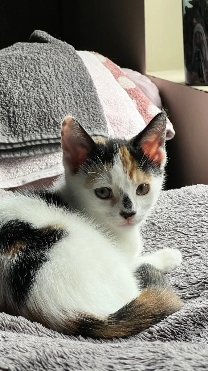 A female kitten 2 .5 months old - Image 2