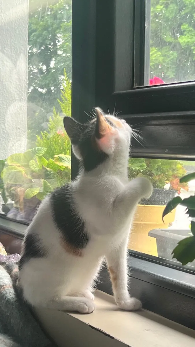 A female kitten 2 .5 months old - Image 3