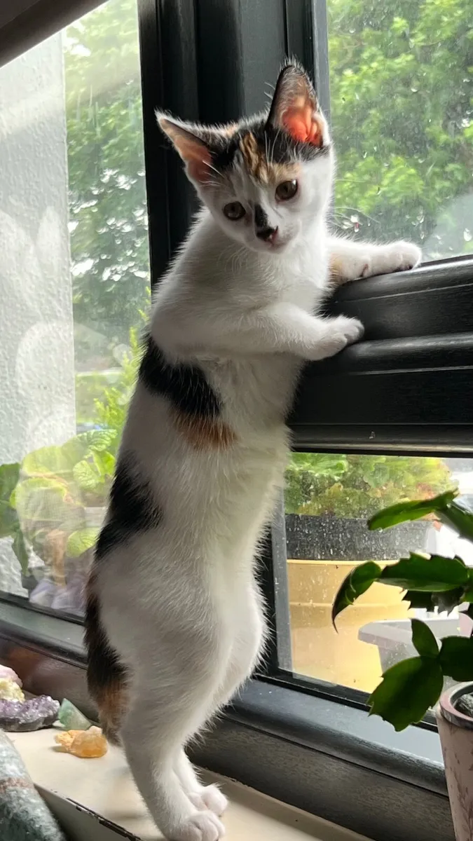 A female kitten 2 .5 months old - Image 4