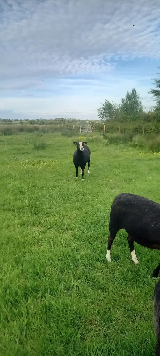 Zwartble Ewes - Image 1