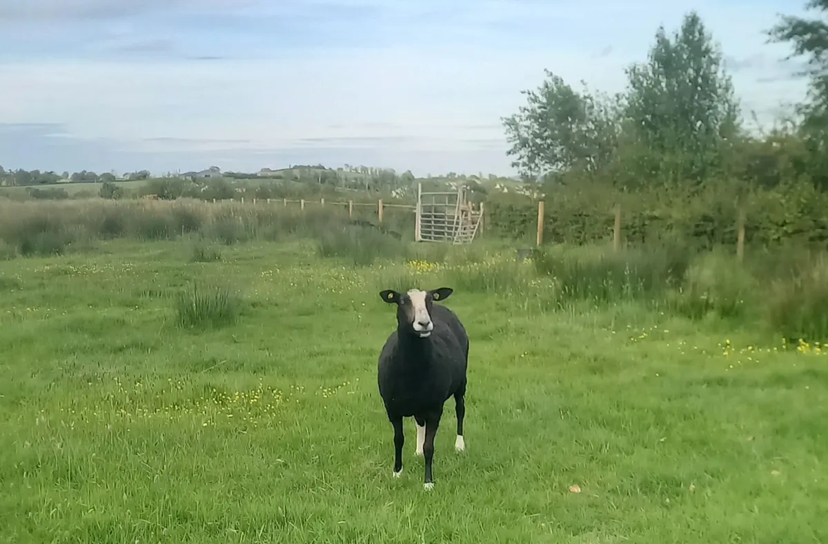 Zwartble Ewes - Image 2
