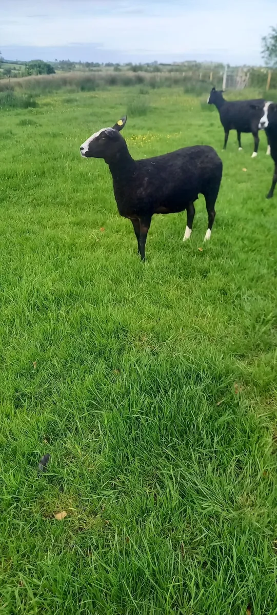 Zwartble Ewes - Image 3