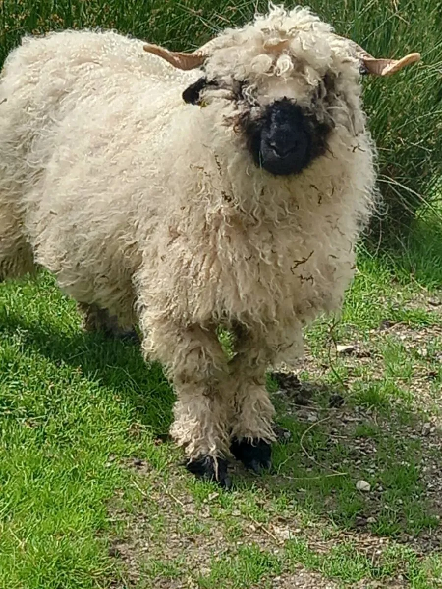 Sheep - Image 1