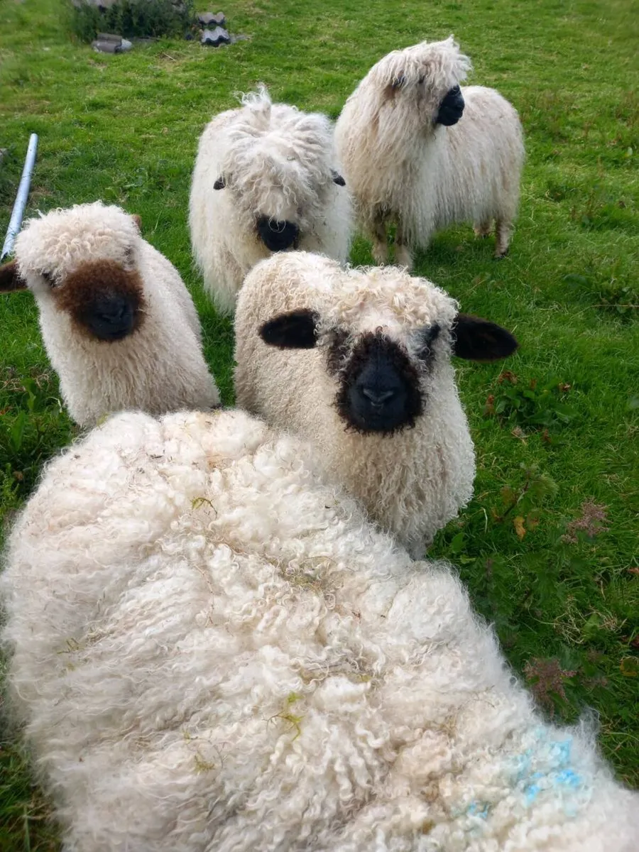 Sheep - Image 2