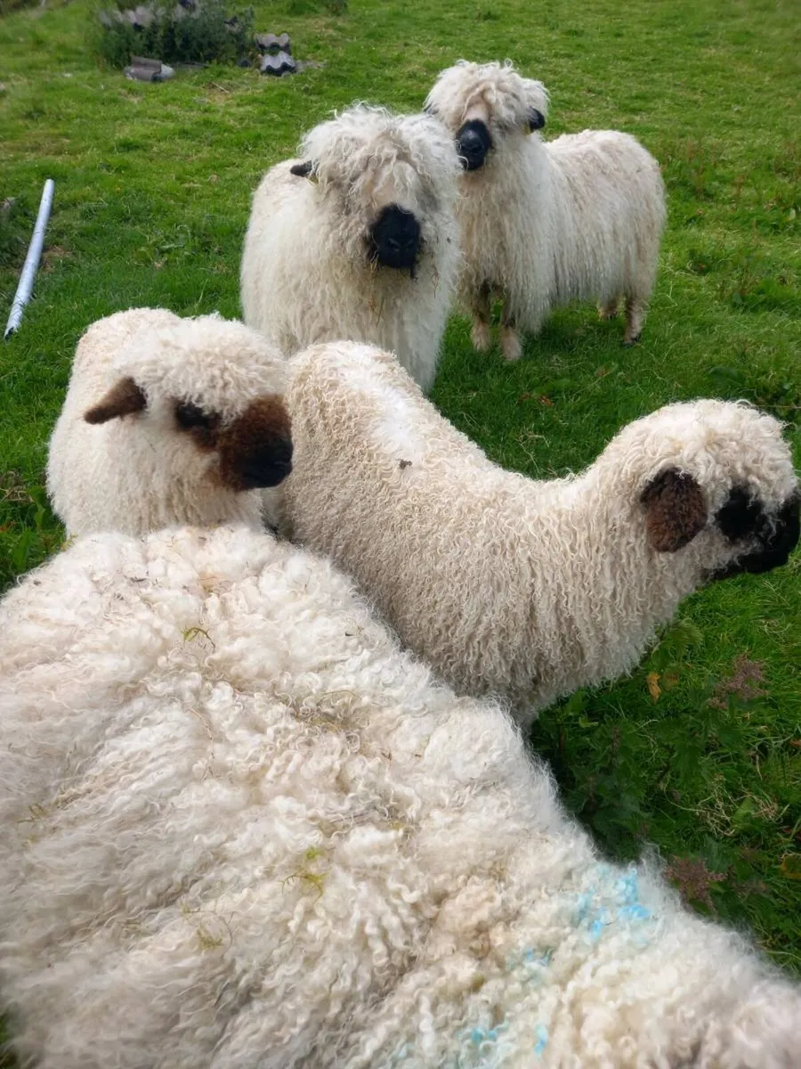 Sheep - Image 3