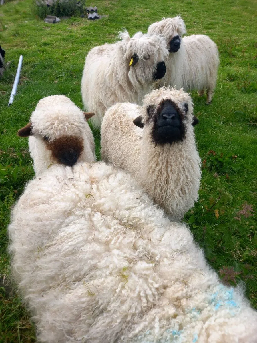 Sheep - Image 4