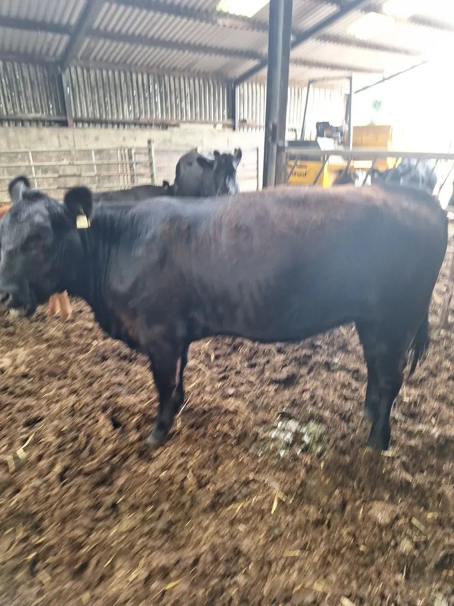 Purebred Angus Heifers - Image 1