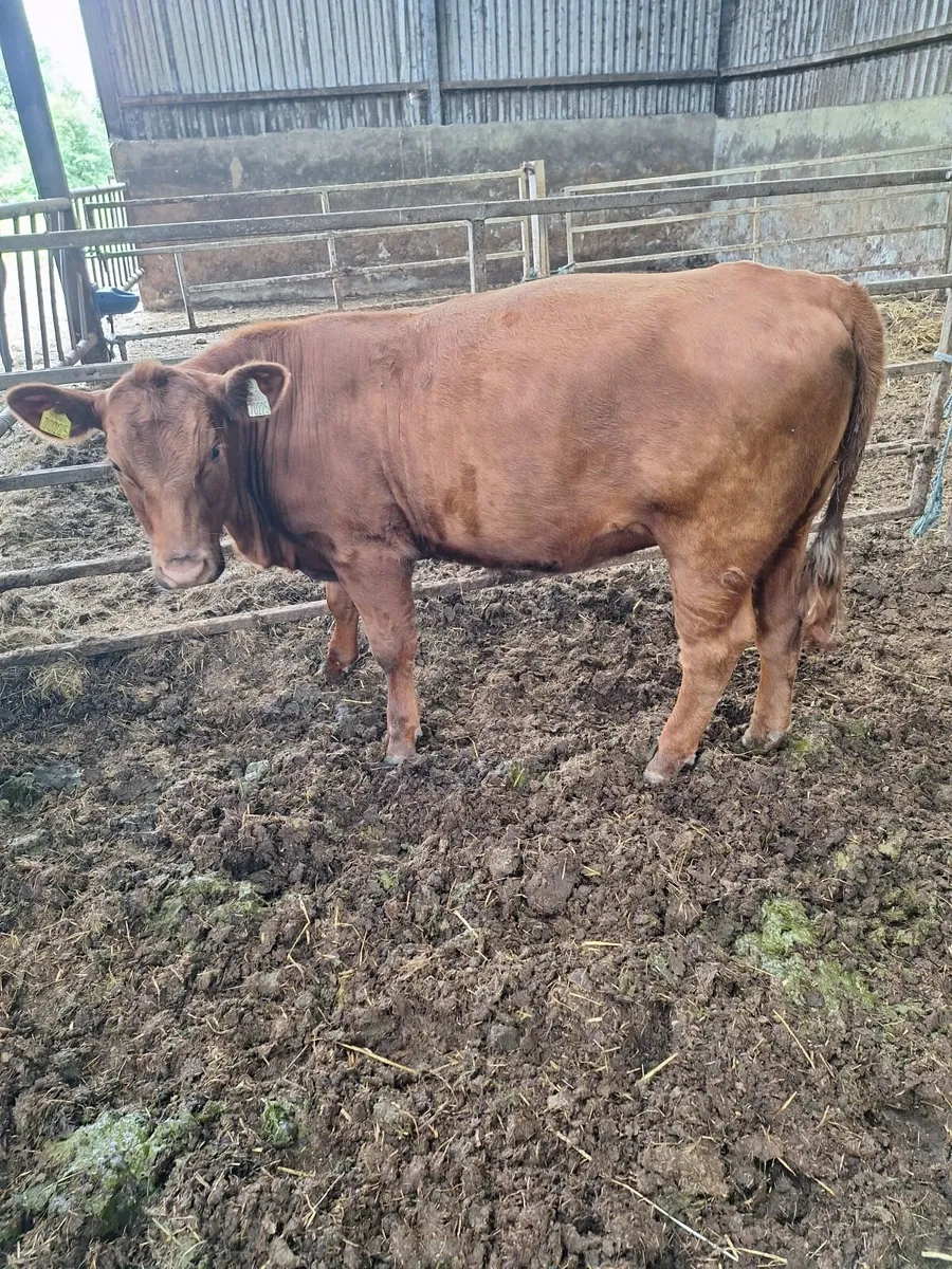 Purebred Angus Heifers - Image 2