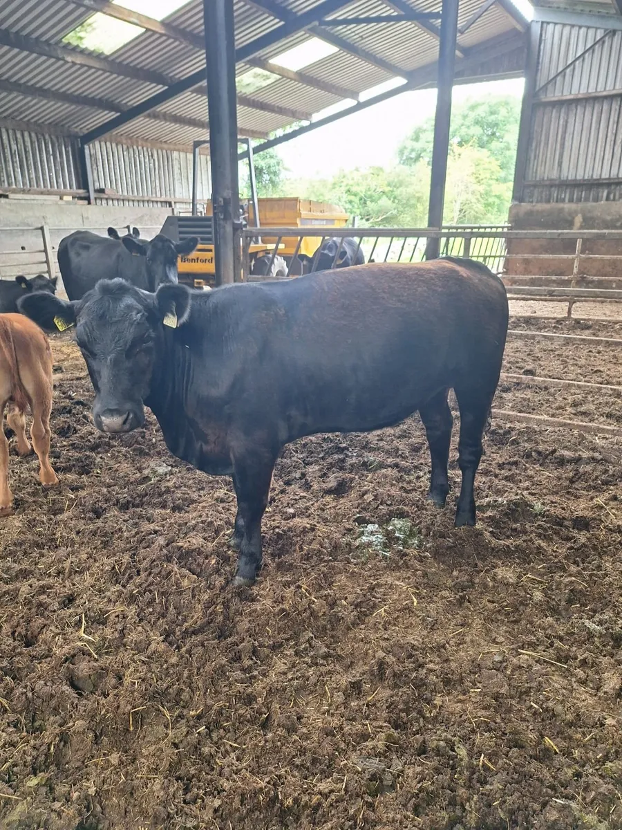 Purebred Angus Heifers - Image 3