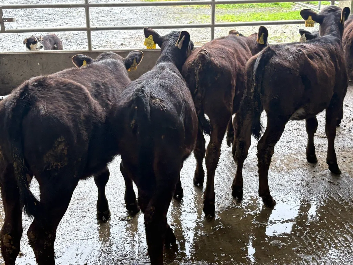 5 fully reared Angus heifers - Image 2