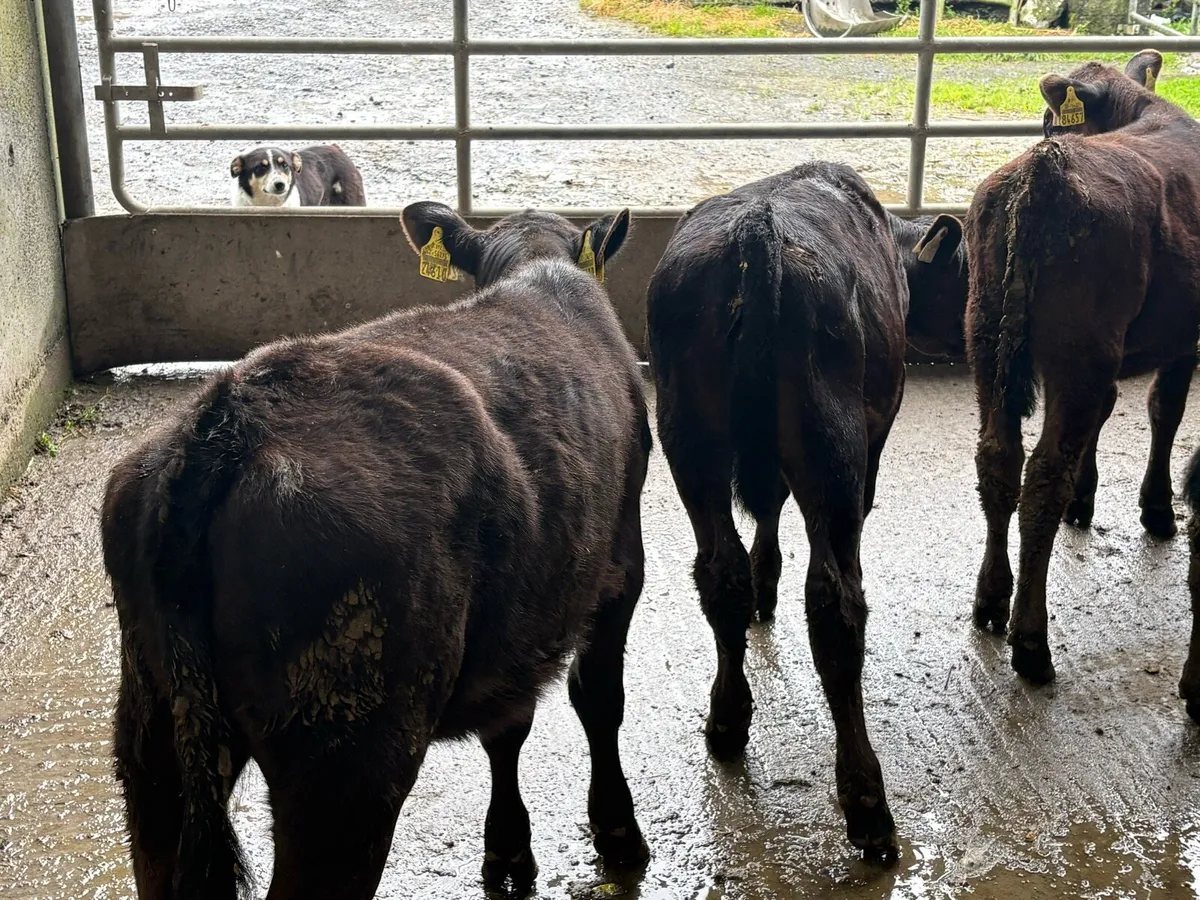 5 fully reared Angus heifers - Image 3
