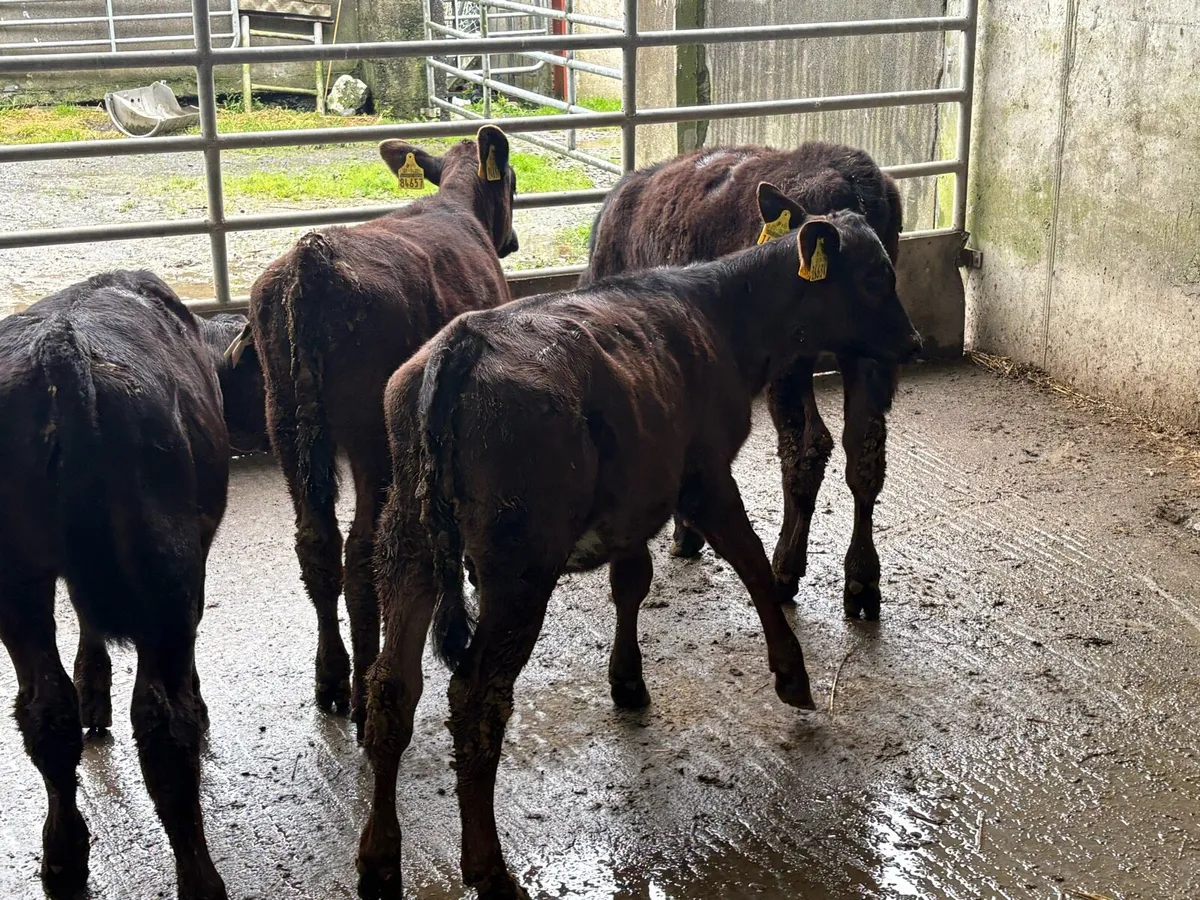 5 fully reared Angus heifers - Image 4