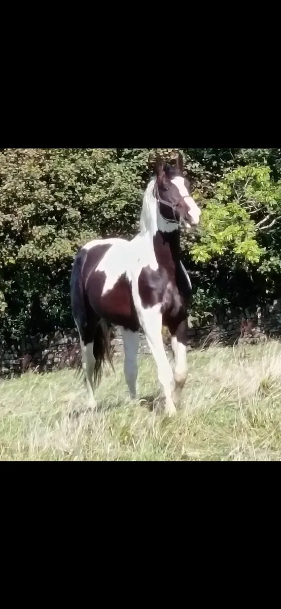 Stallion for stud - Image 1