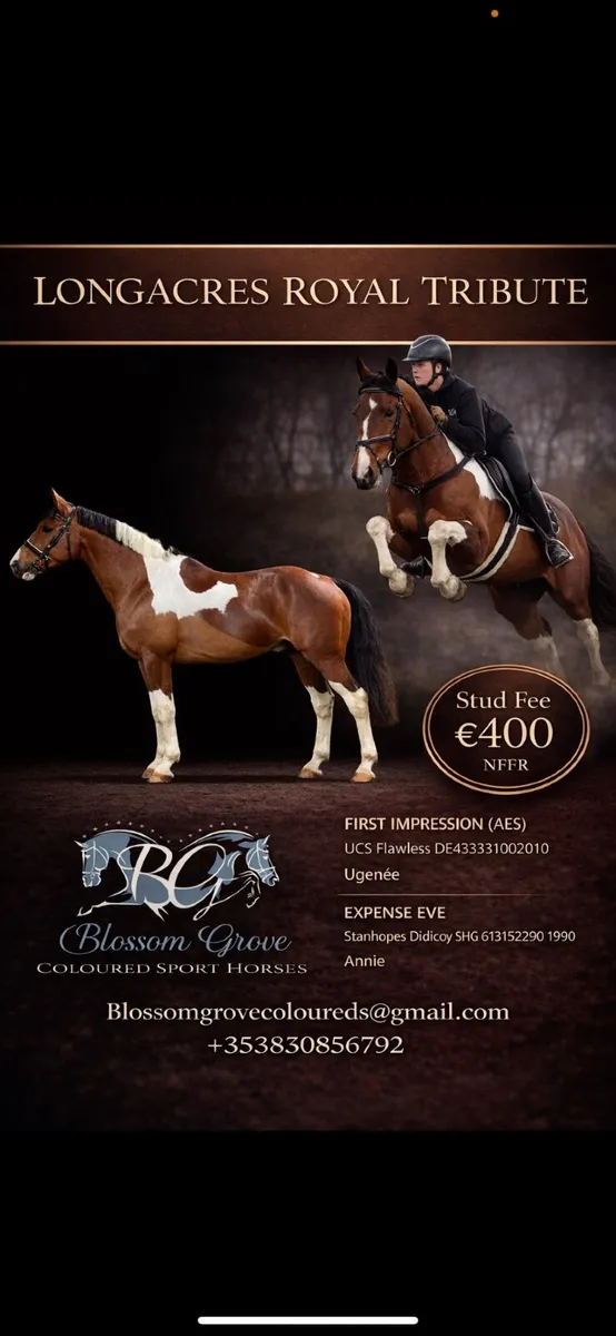 Stallion for stud - Image 2