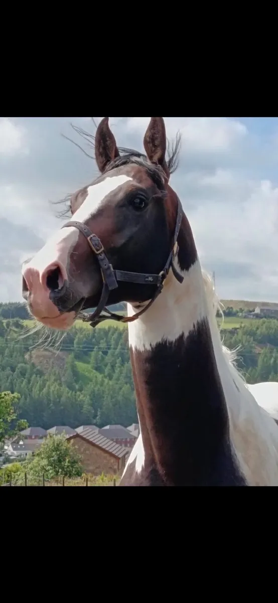 Stallion for stud - Image 3