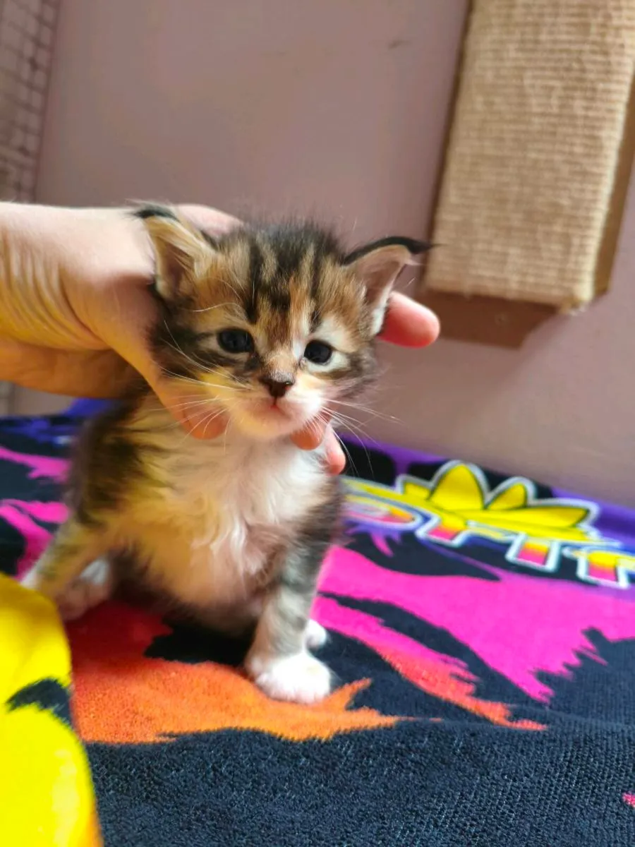TICA registered Maine coon kittens - Image 1
