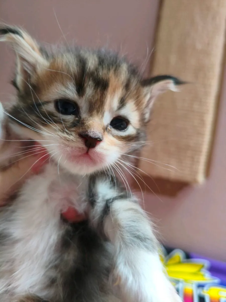 TICA registered Maine coon kittens - Image 2