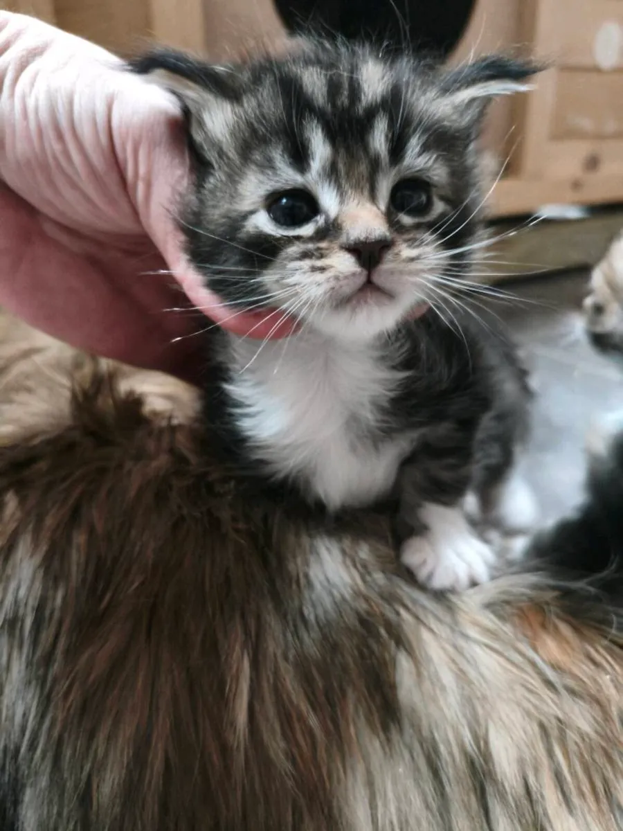 TICA registered Maine coon kittens - Image 3
