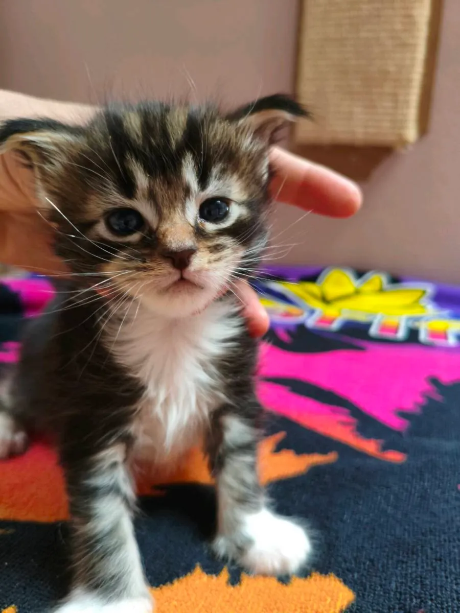 TICA registered Maine coon kittens - Image 4