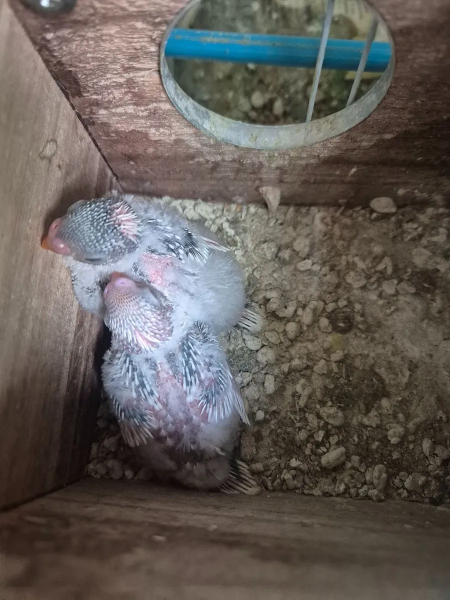 Birds - Image 4