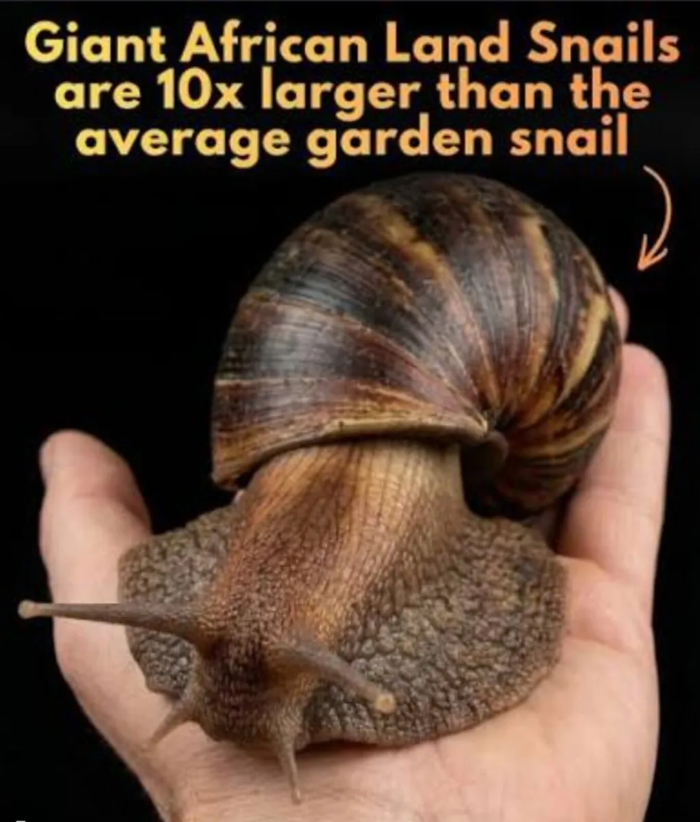 giant African land snail - Image 4