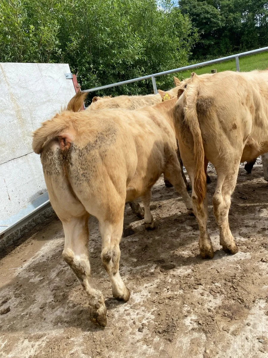 Super suckler bred heifer weanlings - Image 2
