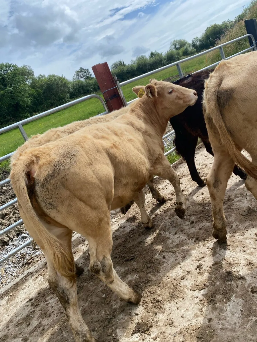 Super suckler bred heifer weanlings - Image 1