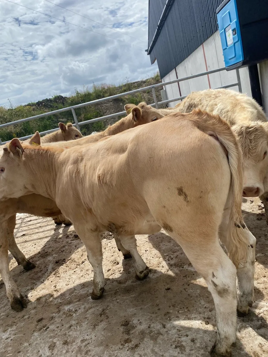 Super suckler bred heifer weanlings - Image 3