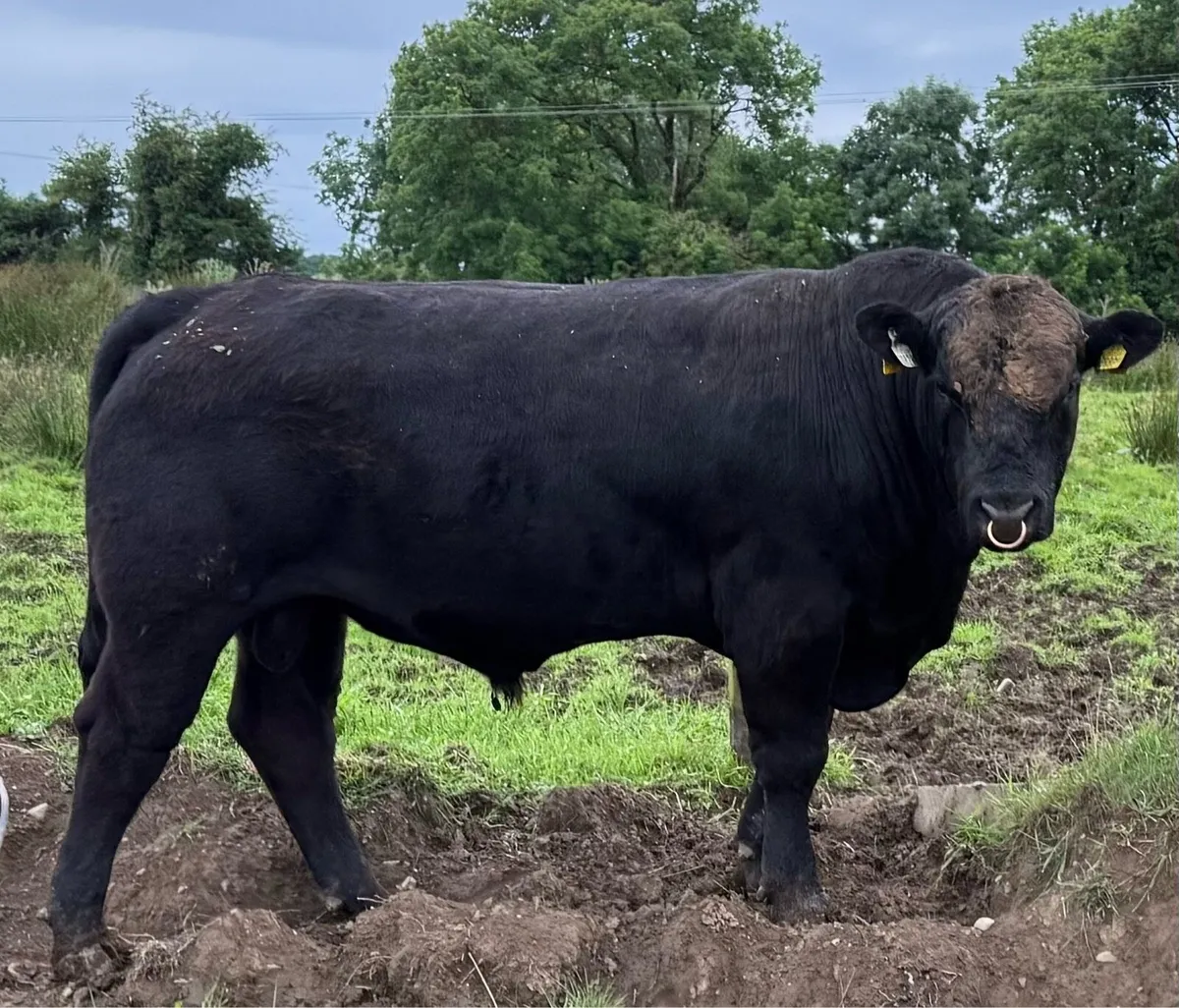 Angus Bulls - Image 1
