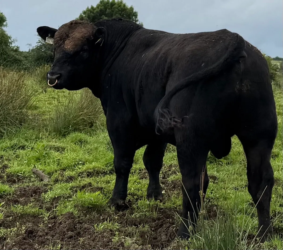 Angus Bulls - Image 2