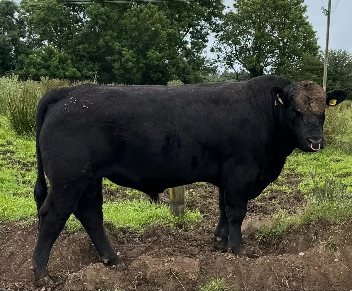 Angus Bulls - Image 3