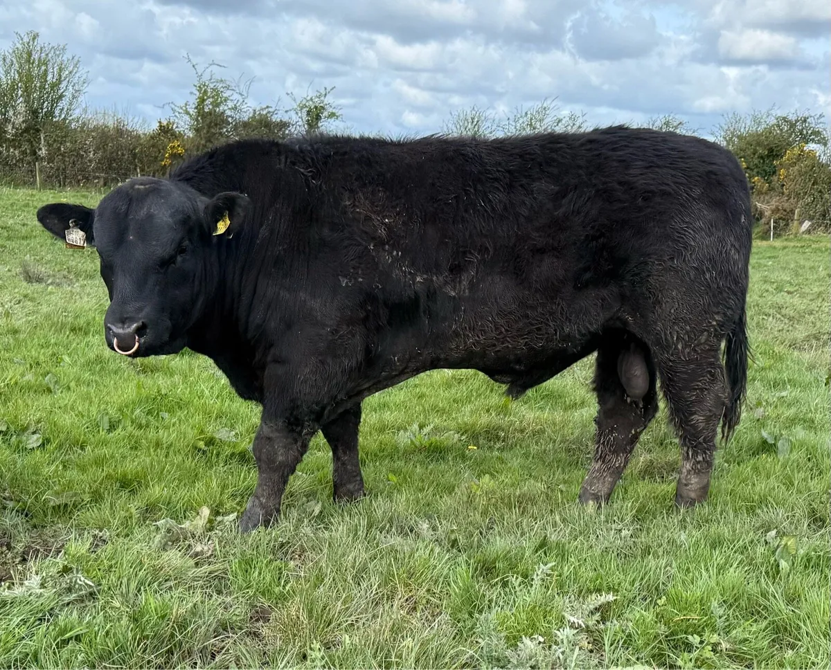 Angus Bulls - Image 4