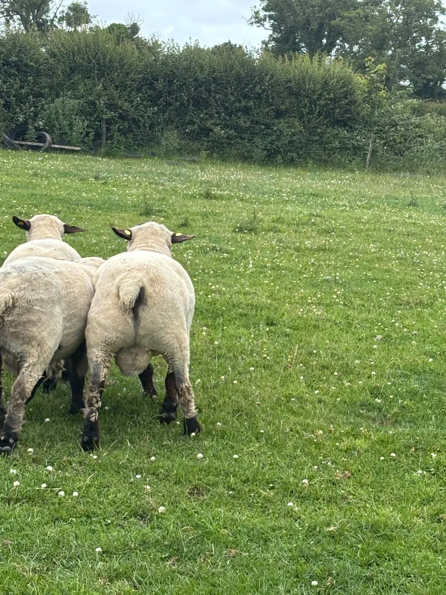 Hampshire Down  Shearling Rams For Sale - Image 4