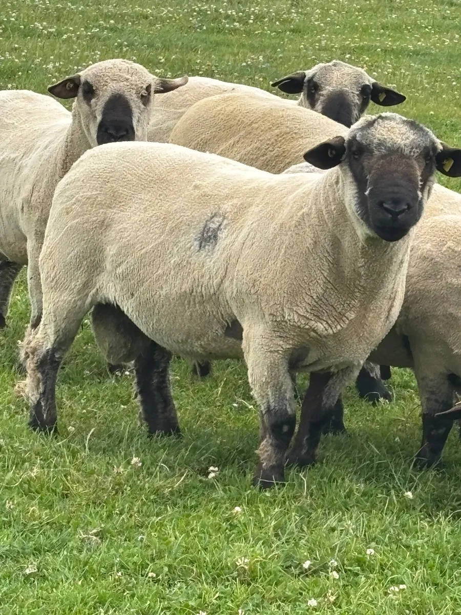 Hampshire Down  Shearling Rams For Sale - Image 1