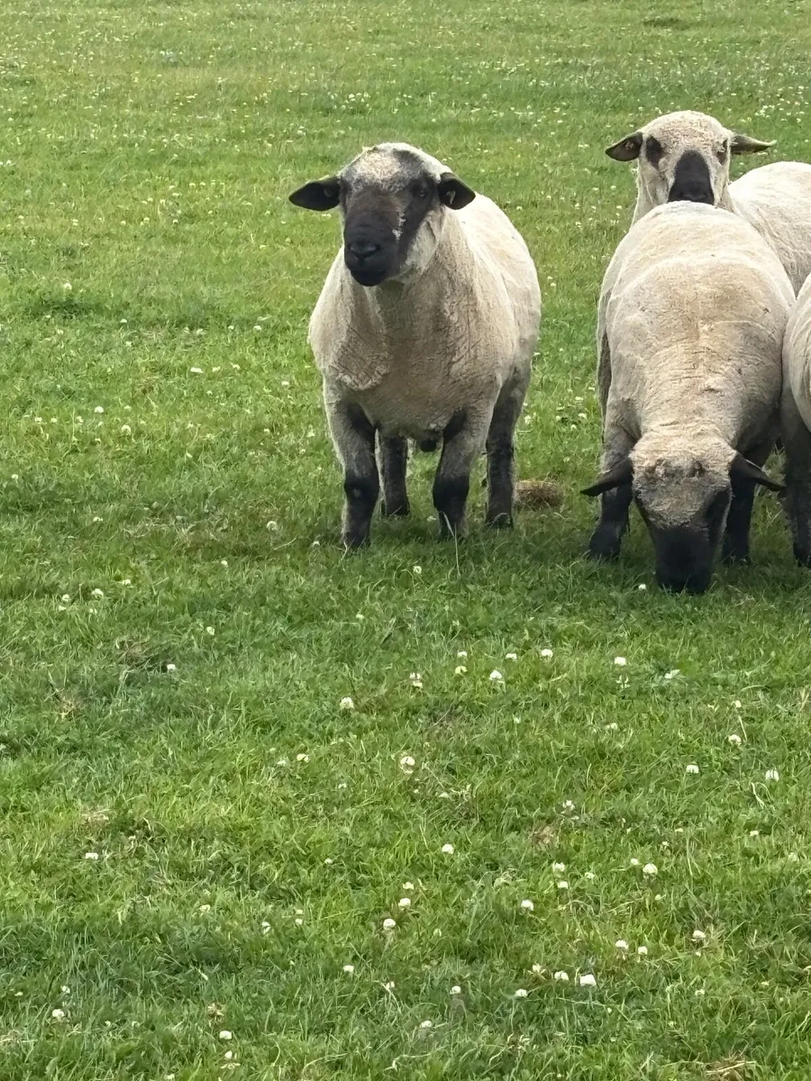 Hampshire Down  Shearling Rams For Sale - Image 2