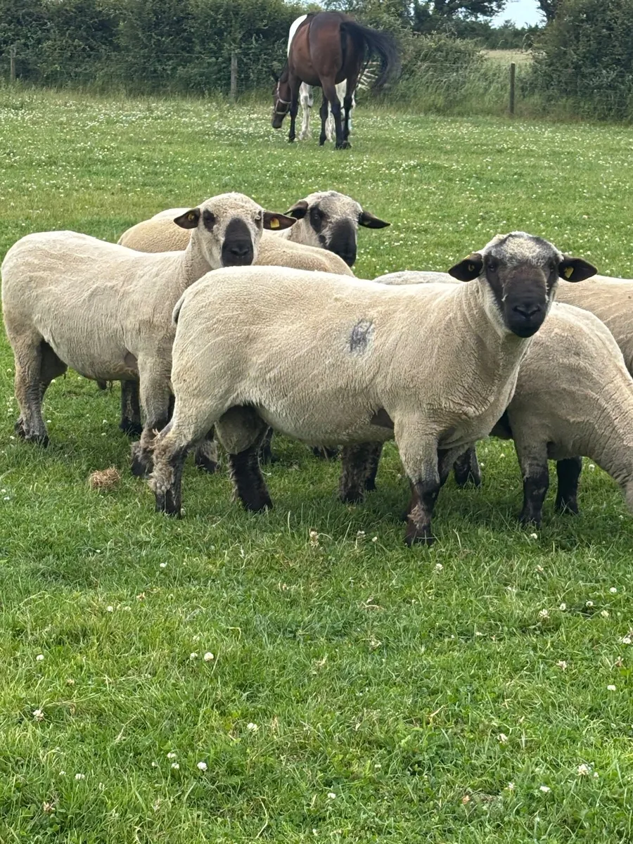 Hampshire Down  Shearling Rams For Sale - Image 3
