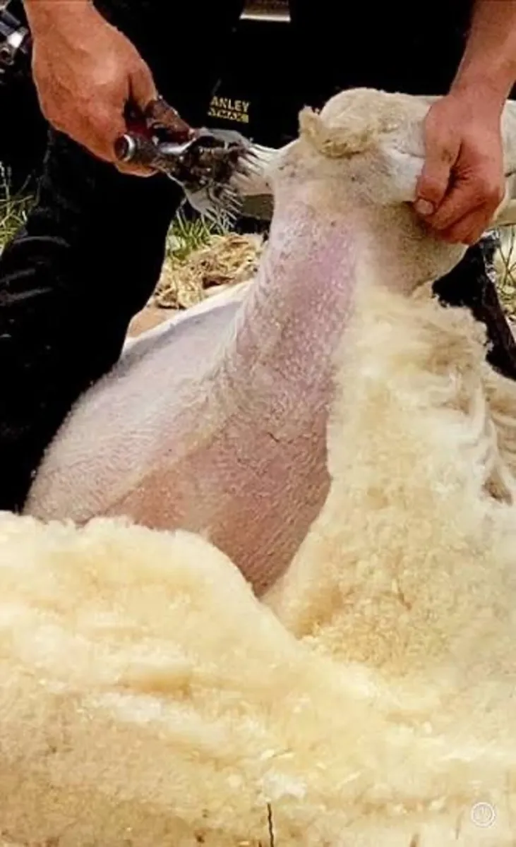 Shearing