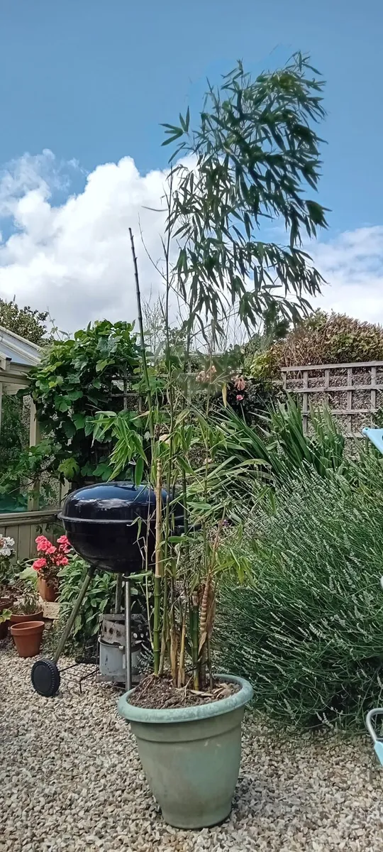 Bamboo - Image 1