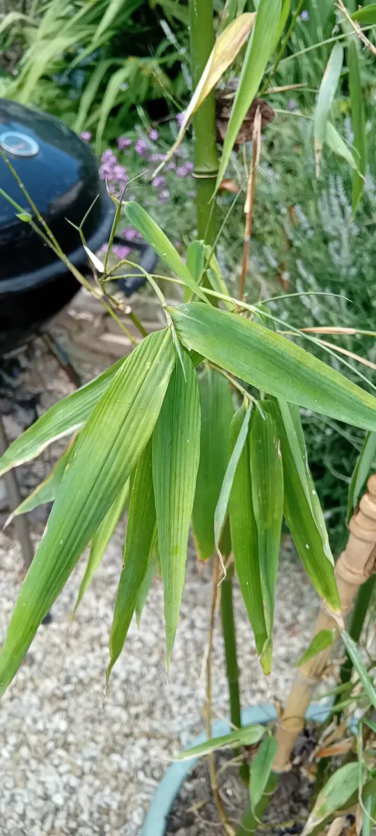 Bamboo - Image 2