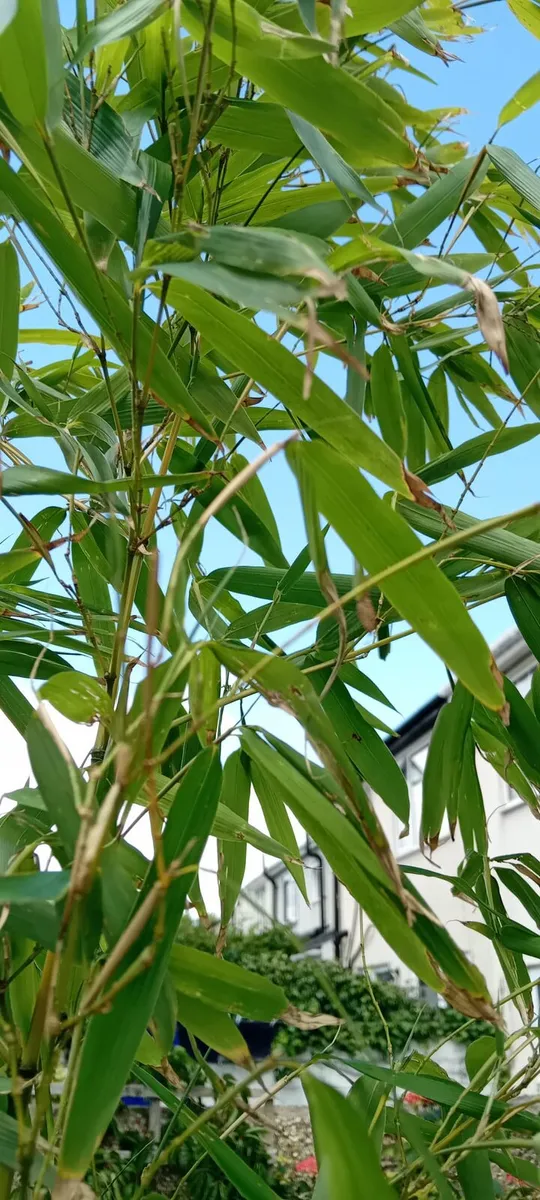 Bamboo - Image 3