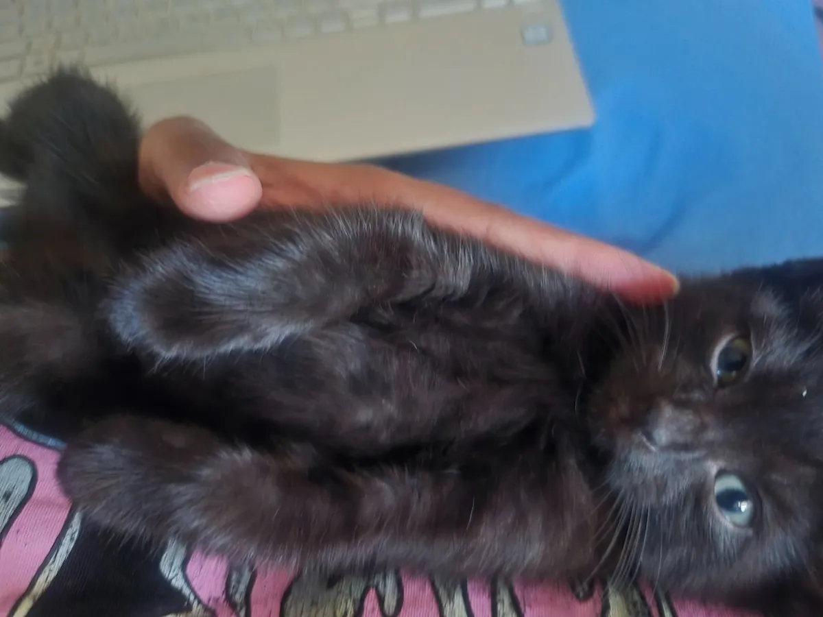 Ragdol Kitten (please read description) - Image 2