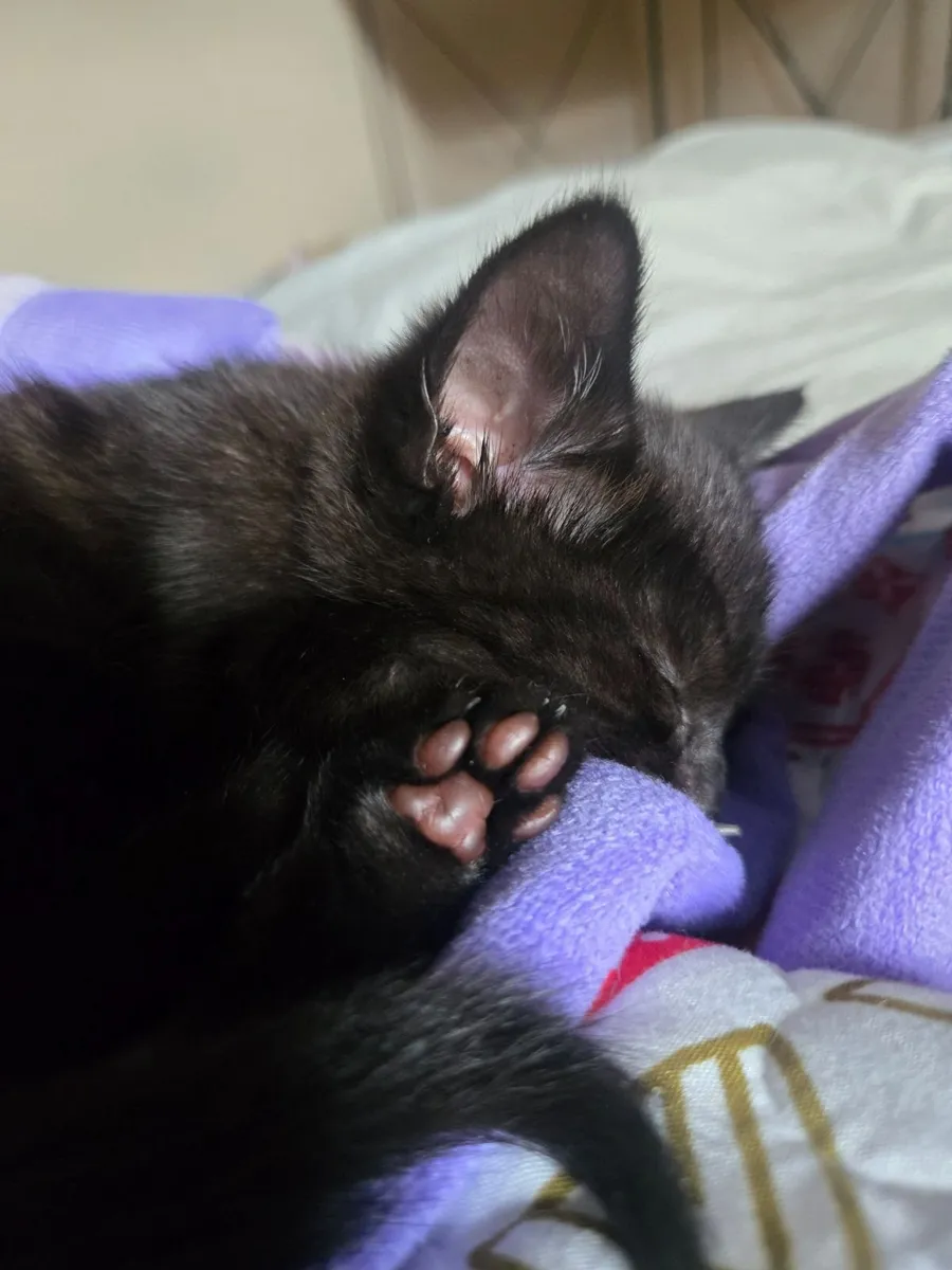 Ragdol Kitten (please read description) - Image 3