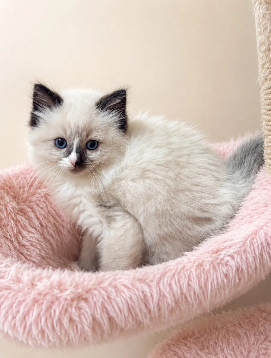 Ragdoll Kittens in Louth - Image 1
