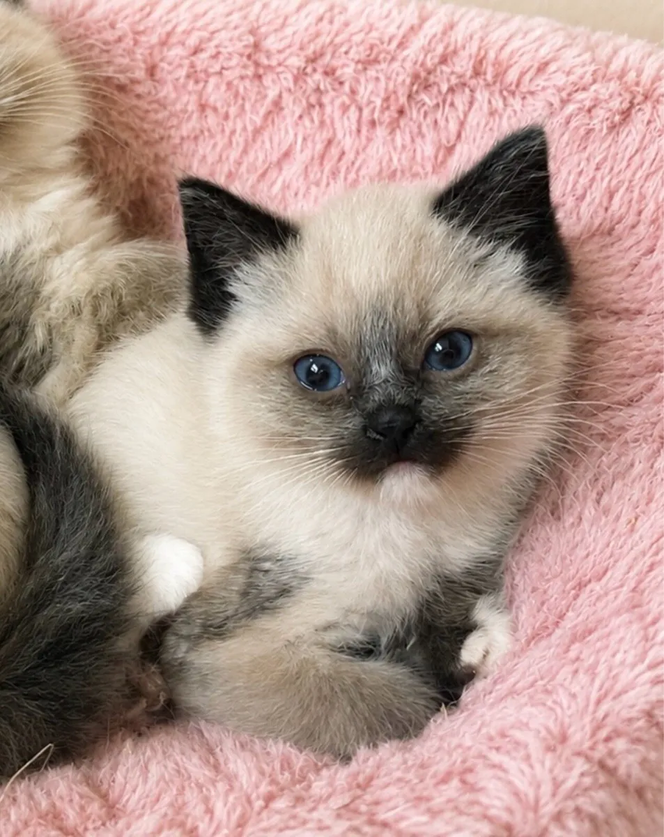 Ragdoll Kittens in Louth - Image 3