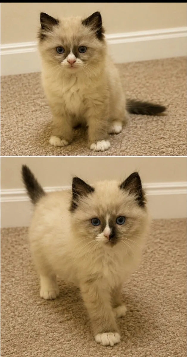 Ragdoll Kittens in Louth - Image 4
