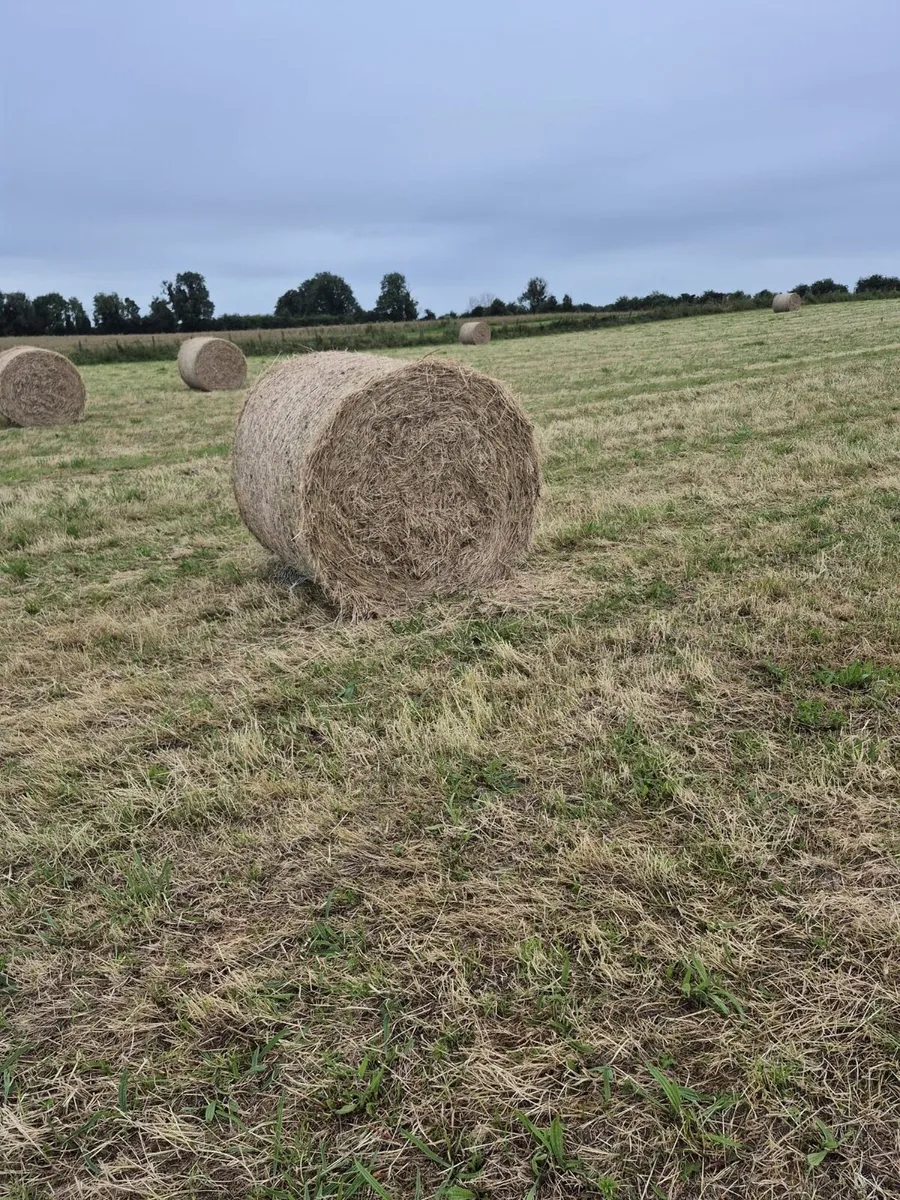 50 bales up land hay - Image 3