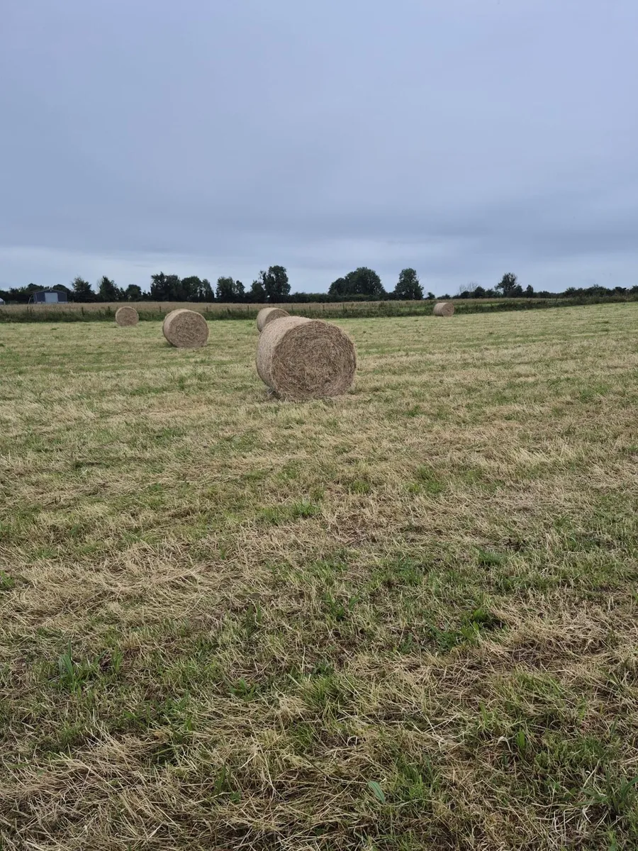 50 bales up land hay - Image 4