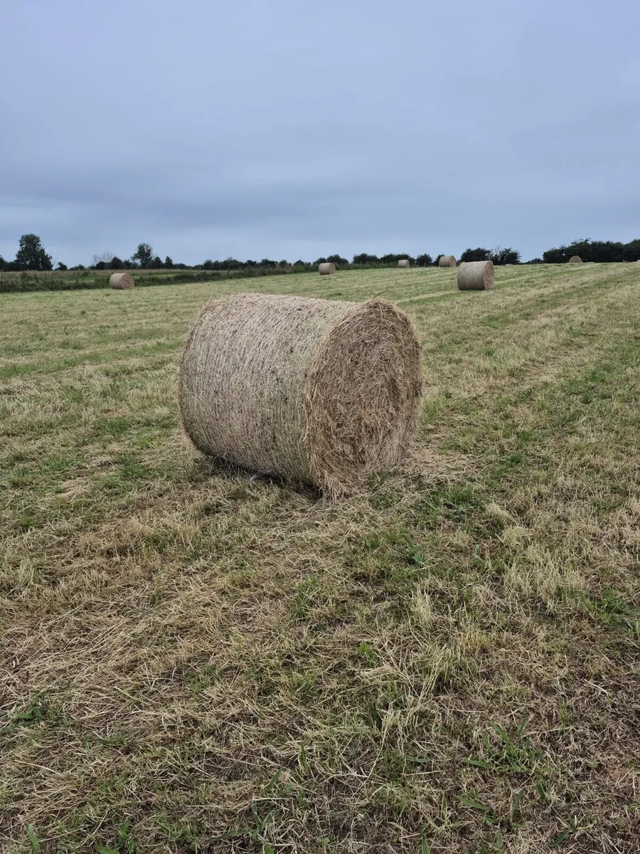 50 bales up land hay - Image 1