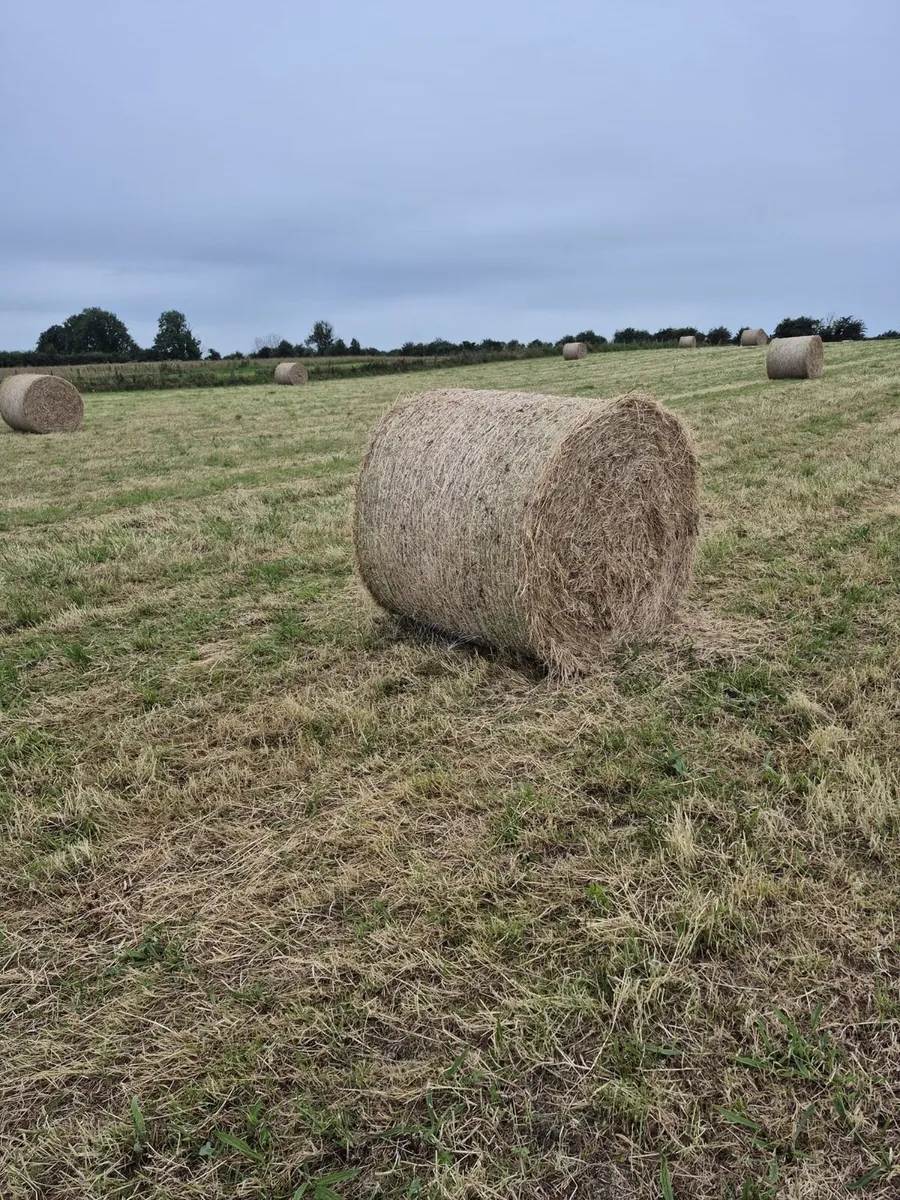 50 bales up land hay - Image 2