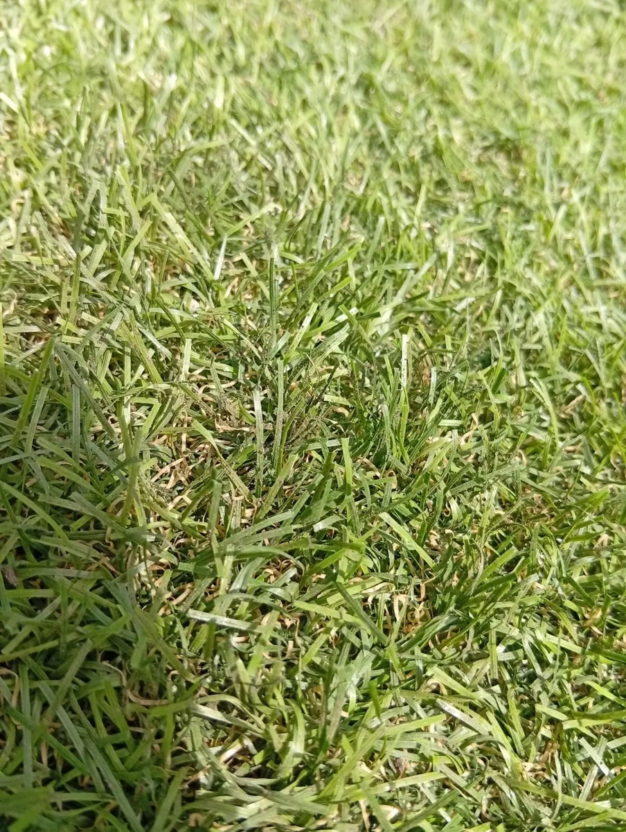 Artificial Quality Grass 4 X 5m 35mm 20sq.m - Image 4